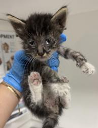 Shelter Stray Male Cat last seen , , CA, 1101 29th Ave, Oakland, CA 94601, USA