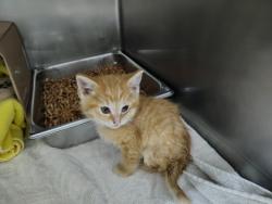 Shelter Stray Male Cat last seen S 51st Ave, City of Yakima, WA, 2405 W Birchfield Rd, Yakima, WA 98901, USA
