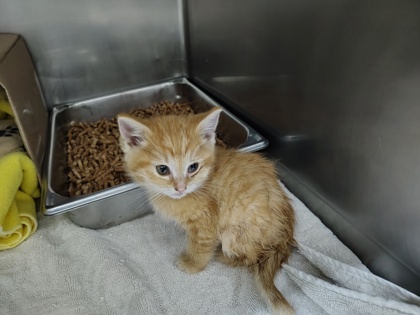 Shelter Stray Male Cat last seen S 51st Ave, City of Yakima, WA, 2405 W Birchfield Rd, Yakima, WA 98901, USA