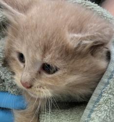 Shelter Stray Male Cat last seen Skidmore / Sandy BLVD, PORTLAND, OR, 97220, 1700 W Historic Columbia River Hwy, Troutdale, OR 97060, USA
