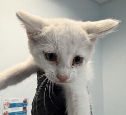 Shelter Stray Male Cat last seen Mission Gorge Road, Santee, CA, 92071, 5500 Gaines St, San Diego, CA 92110, USA