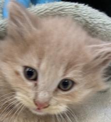Shelter Stray Male Cat last seen Skidmore / Sandy BLVD, PORTLAND, OR, 97220, 1700 W Historic Columbia River Hwy, Troutdale, OR 97060, USA