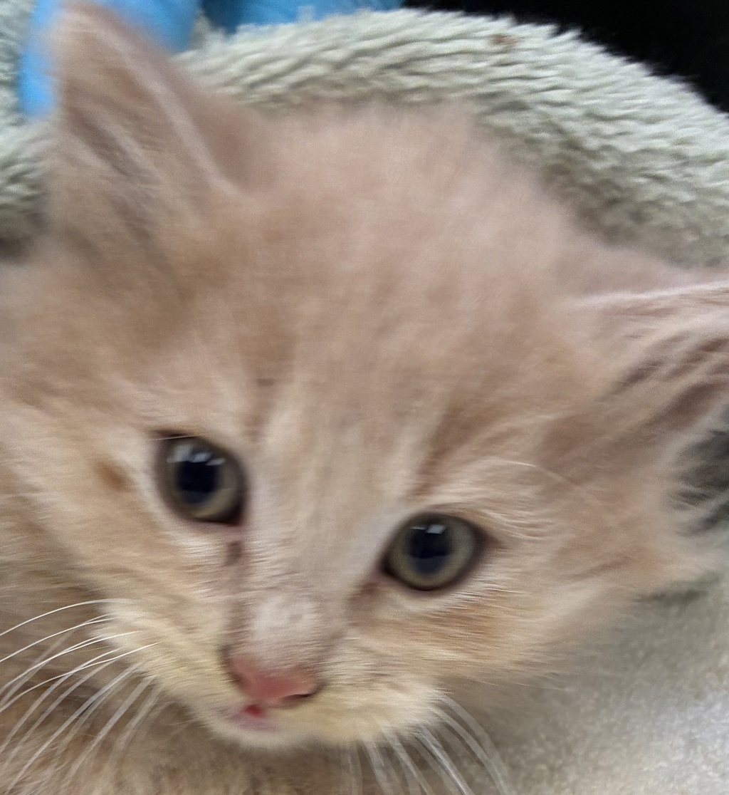Shelter Stray Male Cat last seen Skidmore / Sandy BLVD, PORTLAND, OR, 97220, 1700 W Historic Columbia River Hwy, Troutdale, OR 97060, USA