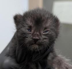 Shelter Stray Male Cat last seen Near Dumpster on Convoy by the Arbys, San Diego, CA, 92111, 5500 Gaines St, San Diego, CA 92110, USA