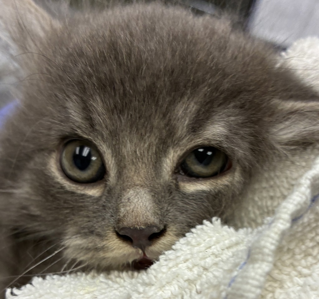 Shelter Stray Male Cat last seen Skidmore / Sandy BLVD, PORTLAND, OR, 97220, 1700 W Historic Columbia River Hwy, Troutdale, OR 97060, USA