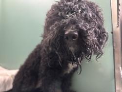 Shelter Stray Male Dog last seen Apt 3F,2760 W 33rd Street, BROOKLYN, NY, 11224, 326 E 110th St, New York, NY 10029, USA