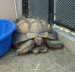 Shelter Stray Male Reptile last seen Apt 7,4611 36 Street, San Diego, CA, 92116, El Cajon, CA 92020, USA