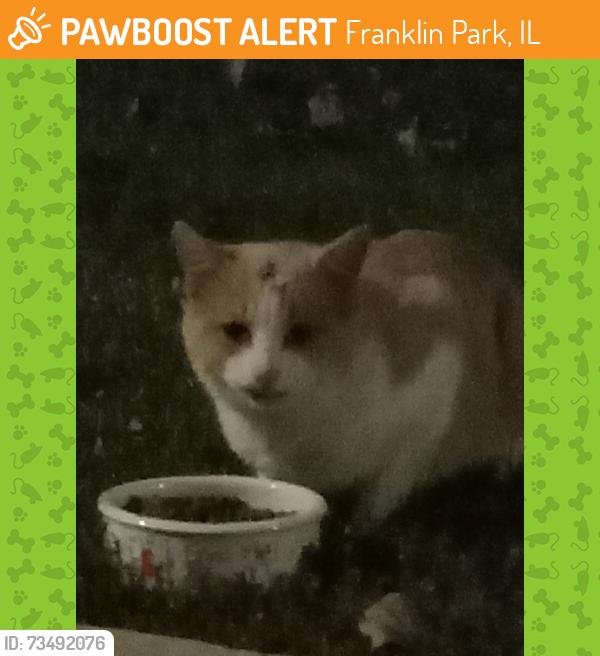 Found/Stray Unknown Cat last seen Panoramic Dr, Franklin Park, IL 60176