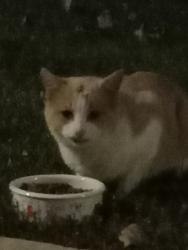 Found/Stray Unknown Cat last seen Panoramic Dr, Franklin Park, IL 60176