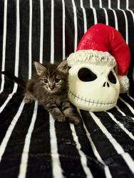 Shelter Stray Male Cat last seen Near Market Street, San Diego, CA, 92102, 5500 Gaines St, San Diego, CA 92110, USA