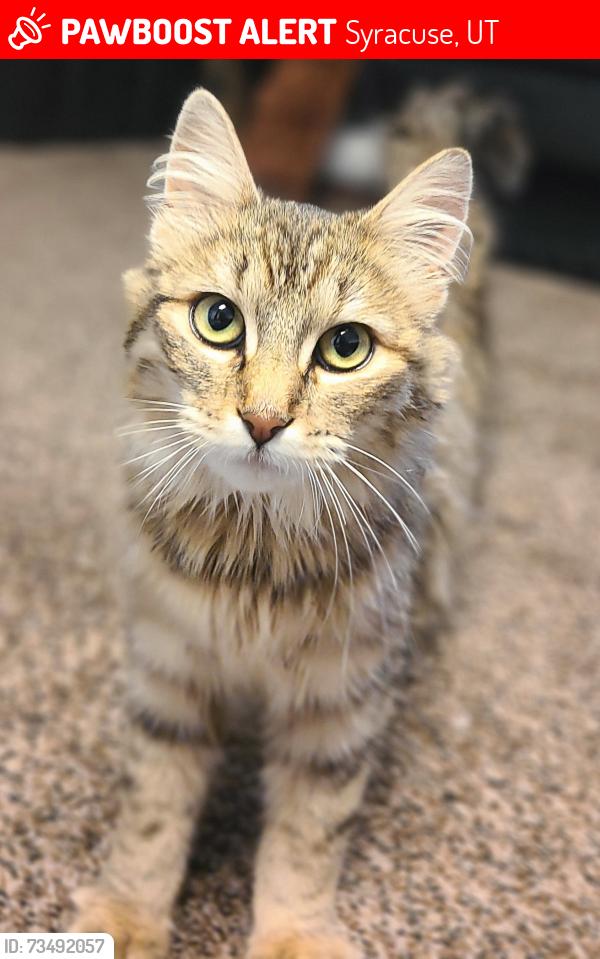 Lost Female Cat last seen SR-193, Syracuse, UT 84075