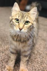 Lost Female Cat last seen SR-193, Syracuse, UT 84075