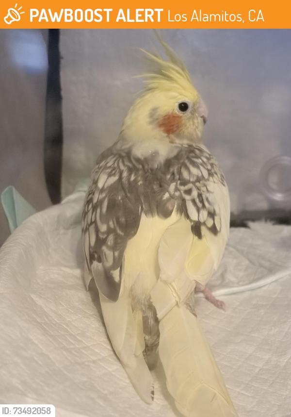 Found/Stray Unknown Bird last seen Little Cottonwood Park, Los Alamitos, CA 90720