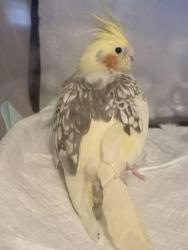 Found/Stray Unknown Bird last seen Little Cottonwood Park, Los Alamitos, CA 90720