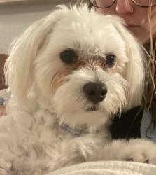 Reunited Male Dog last seen Near stonecrest dr Rockwall, tx, Rockwall, TX 75087