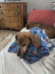 Reunited Female Dog last seen Poppy was LOST October 2, 2026 in Columbia, TN 38401 near Robert’s Bend Lane and Highway 7., Maury County, TN 38401