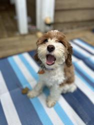 Reunited Female Dog last seen Laundry mat 24hr, Rome, GA 30161