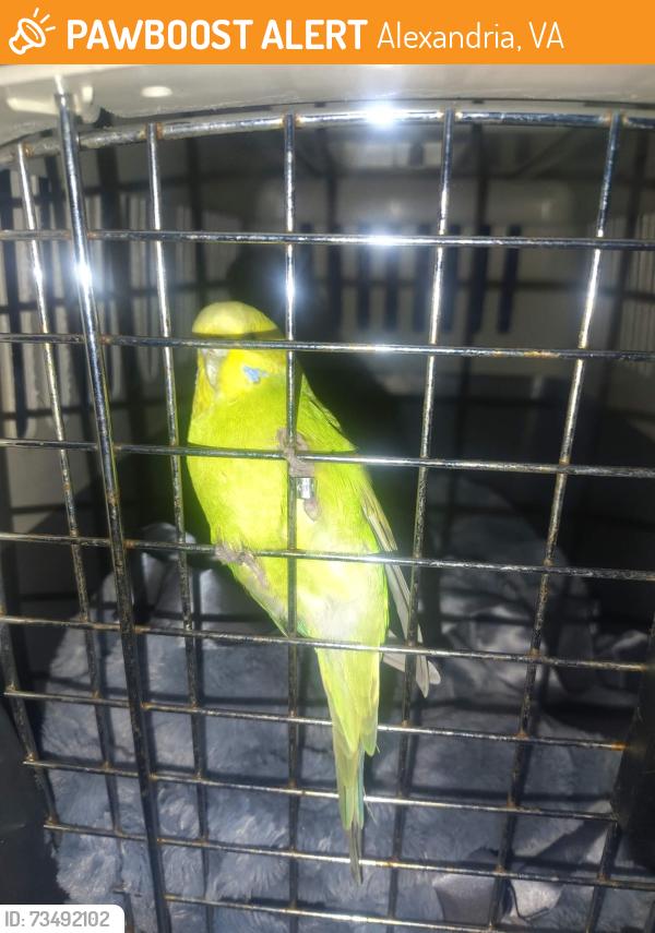 Found/Stray Unknown Bird last seen Rose Hill, Alexandria, VA, Alexandria, VA 22310