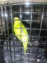 Found/Stray Unknown Bird last seen Rose Hill, Alexandria, VA, Alexandria, VA 22310
