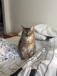 Reunited Female Cat last seen Broughton, Vancouver, BC V6E 1S6