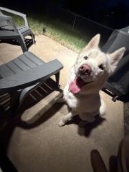 Found/Stray Male Dog last seen Lion drive and tablerock circle, Leander, TX 78641