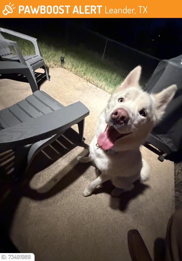 Found/Stray Male Dog last seen Lion drive and tablerock circle, Leander, TX 78641