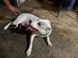Reunited Female Dog last seen 34th street and 17th street, Minneapolis, MN 55407