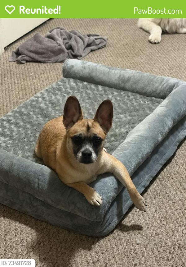 Reunited Female Dog last seen Vanowen st, Los Angeles, CA 91405