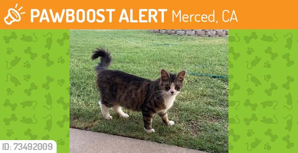 Found/Stray Female Cat last seen Franklin Rd., Merced, CA, Merced, CA 95348