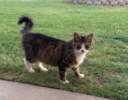 Found/Stray Female Cat last seen Franklin Rd., Merced, CA, Merced, CA 95348