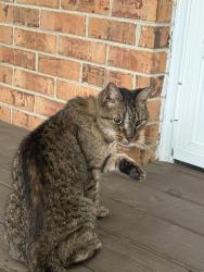 Found/Stray Unknown Cat last seen Woodland rd, Hampton, VA 23669