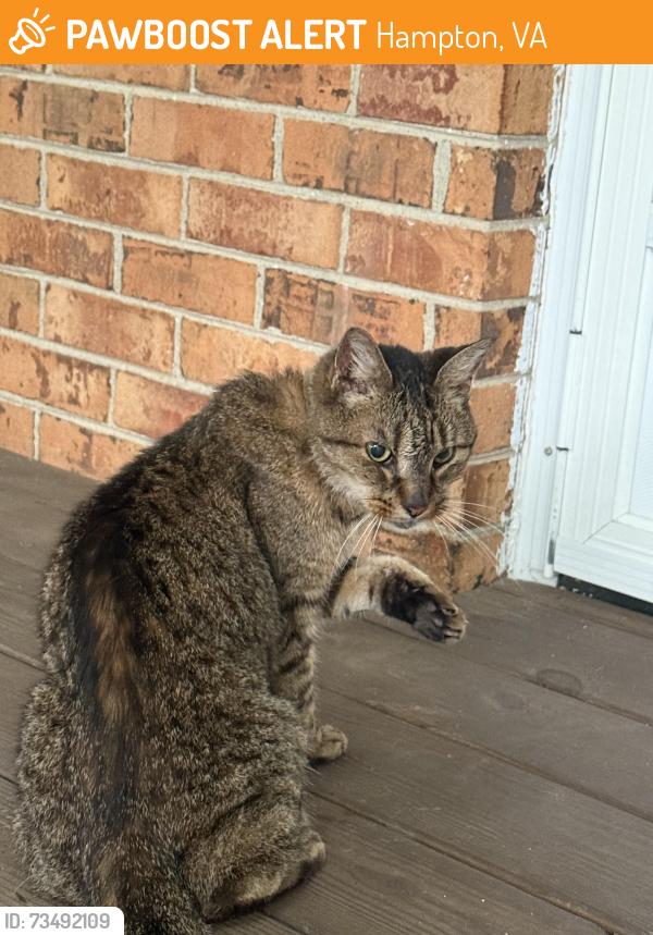 Found/Stray Unknown Cat last seen Woodland rd, Hampton, VA 23669