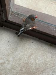 Found/Stray Male Bird last seen el cajon, El Cajon, CA 92020