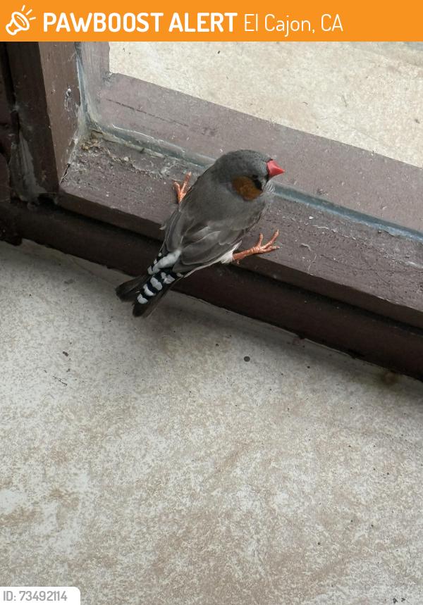 Found/Stray Male Bird last seen el cajon, El Cajon, CA 92020
