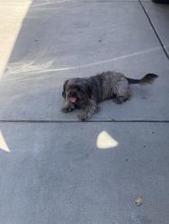 Found/Stray Unknown Dog last seen Sam rhino park, Ceres, CA 95307