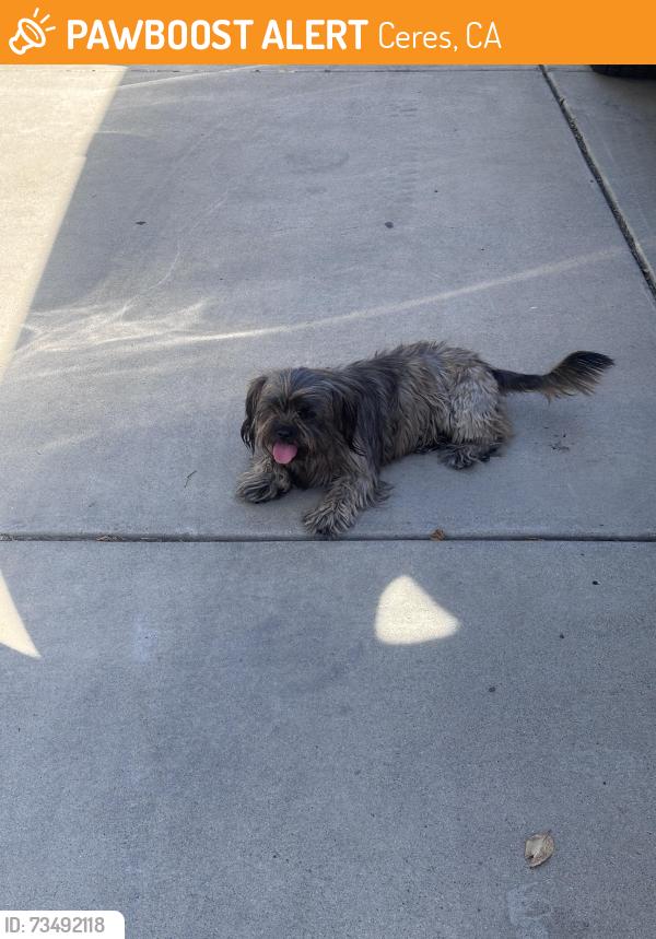 Found/Stray Unknown Dog last seen Sam rhino park, Ceres, CA 95307