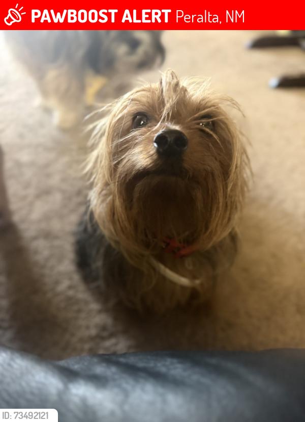 Lost Male Dog last seen Near the family dollar in peralta, Peralta, NM 87042