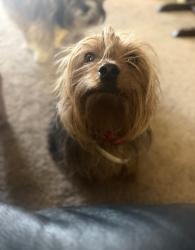 Lost Male Dog last seen Near the family dollar in peralta, Peralta, NM 87042