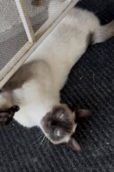 Lost Male Cat last seen Grant street, Rialto, CA 92376
