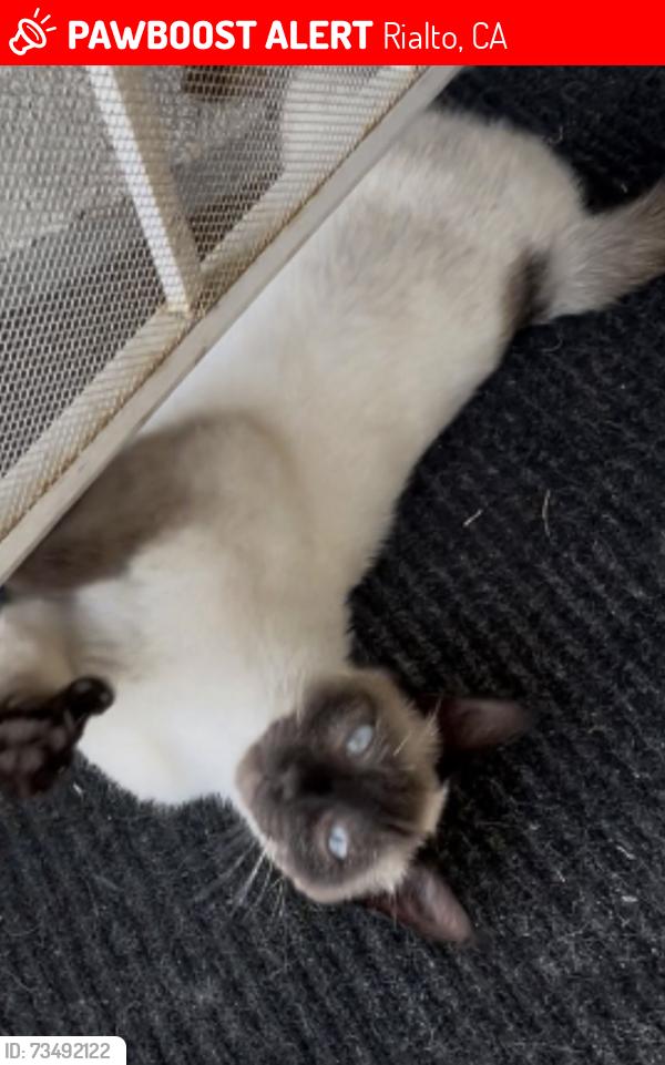 Lost Male Cat last seen Grant street, Rialto, CA 92376