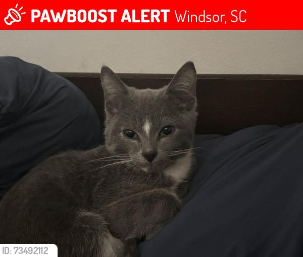 Lost Male Cat last seen Dollar General, Windsor, SC 29856