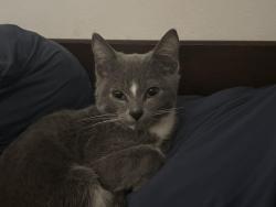 Lost Male Cat last seen Dollar General, Windsor, SC 29856