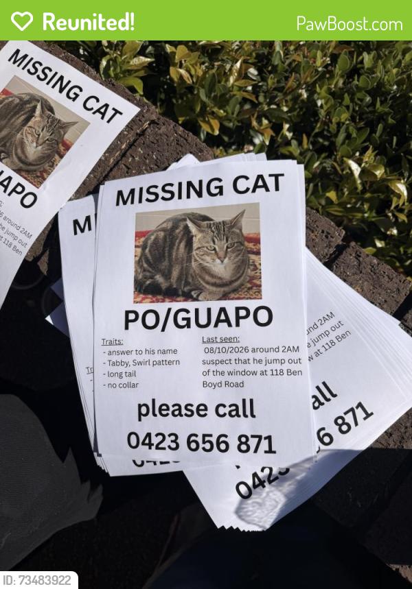 Reunited Male Cat last seen Near benboyd road, Neutral Bay, NSW 2089