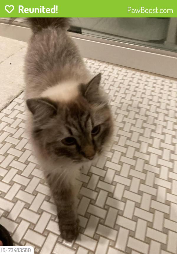 Reunited Unknown Cat last seen Exeter Rd and Belle Monde, North Hampton, NH 03862