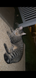Found/Stray Unknown Cat last seen Sugar Creek, Midlothian, VA 23114