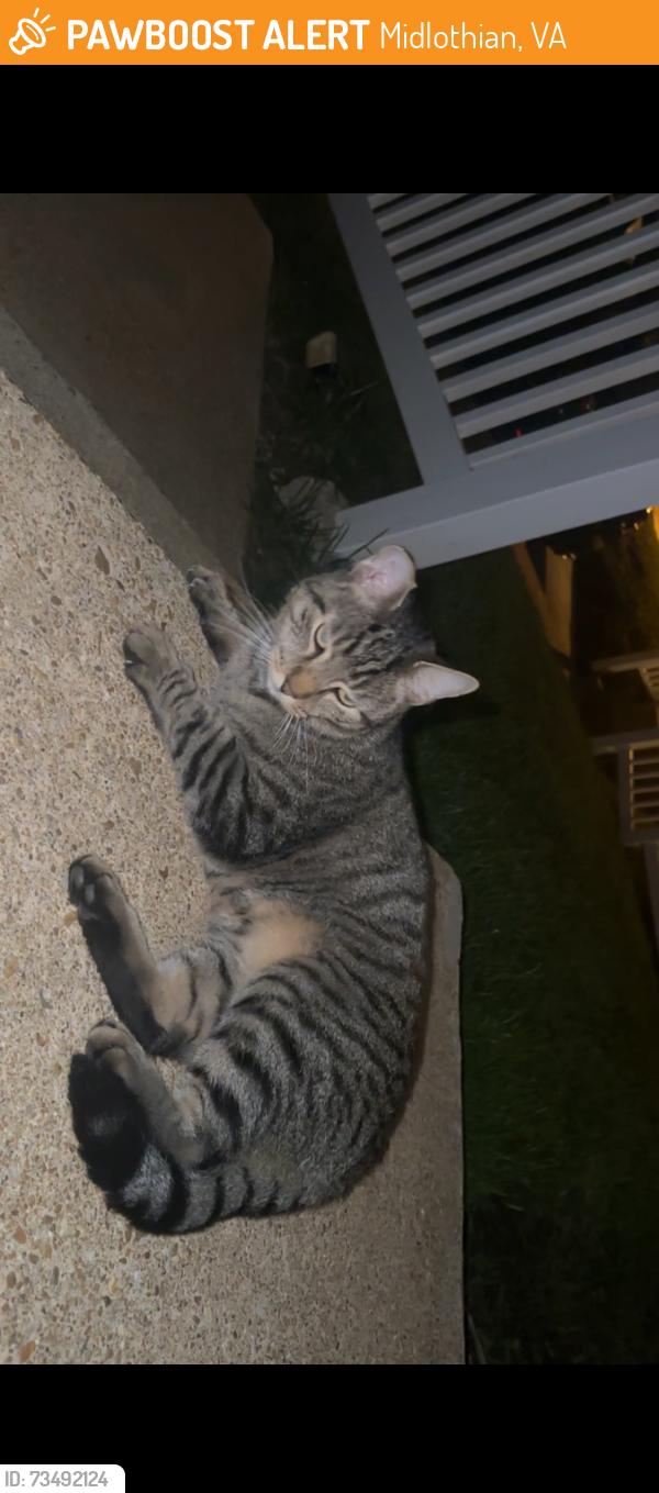 Found/Stray Unknown Cat last seen Sugar Creek, Midlothian, VA 23114