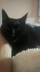 Lost Female Cat last seen Donna Drive, Carlsbad, CA 92008