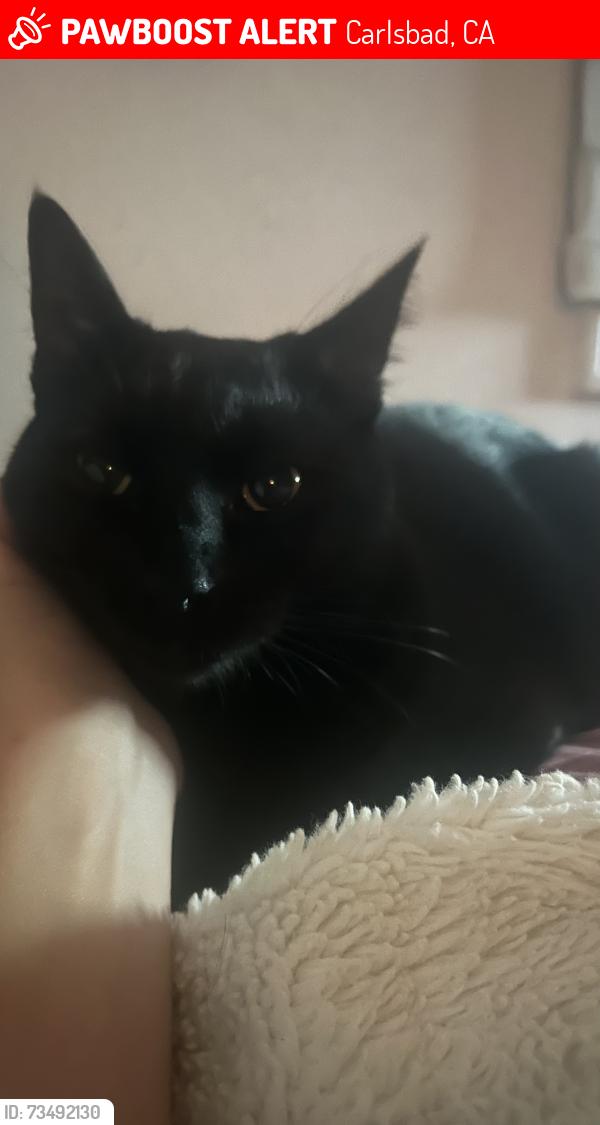 Lost Female Cat last seen Donna Drive, Carlsbad, CA 92008