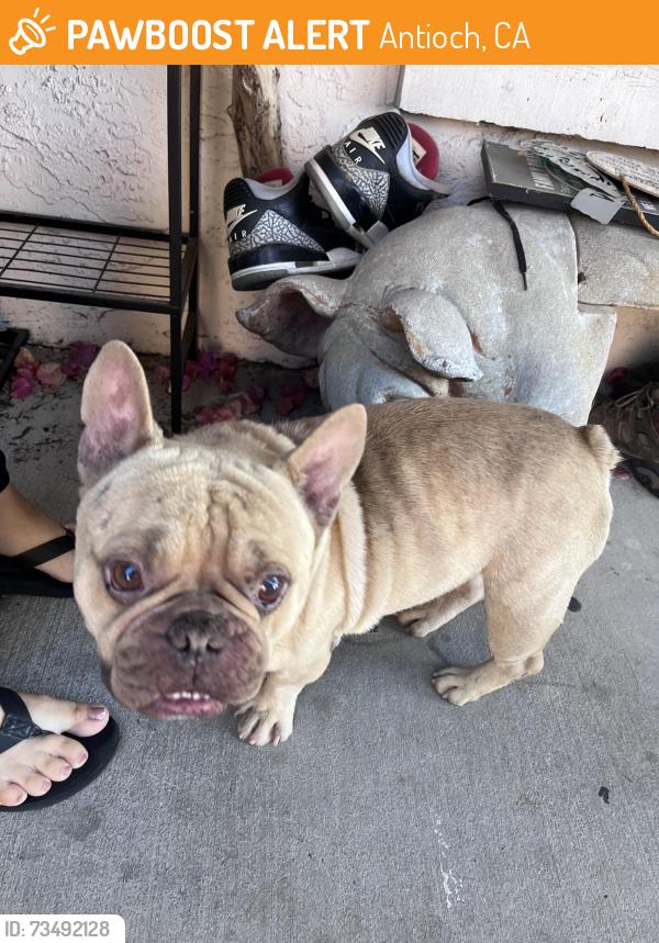 Found/Stray Male Dog last seen Cashew st, Antioch, CA 94509