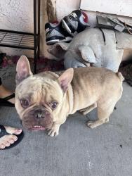 Found/Stray Male Dog last seen Cashew st, Antioch, CA 94509